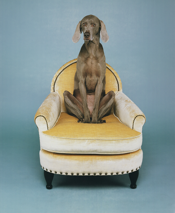 The new series wasn’t the first time Wegman posed his dogs on furniture. Battina sits on a plush vintage chair in Untitled, 1997.