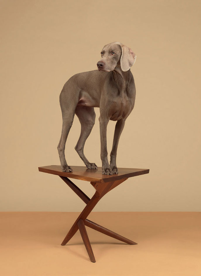 ‘Conoid’ table.