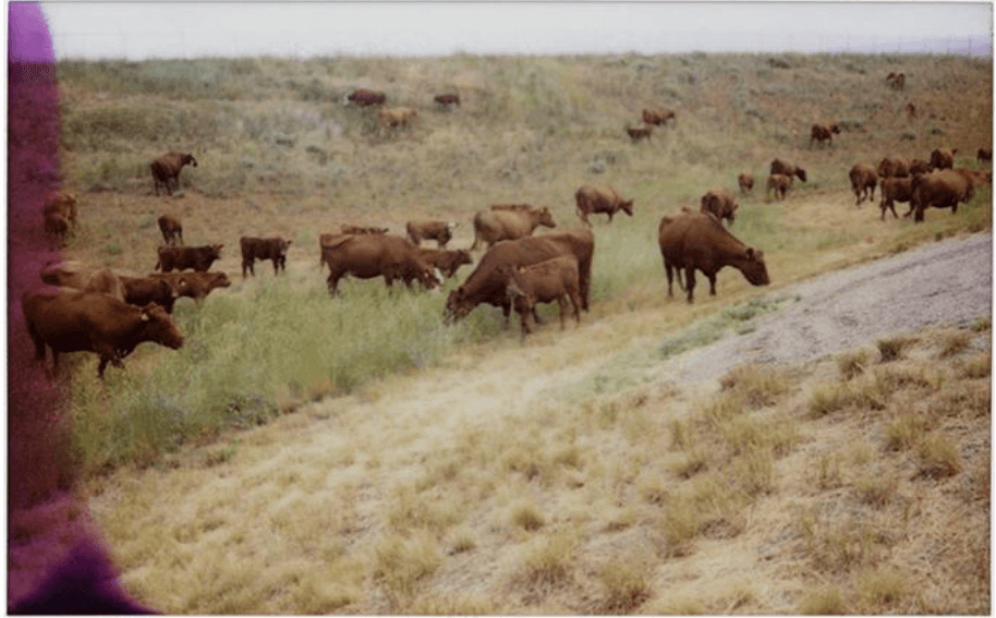 #CattleDrive near #TenSleep, Wyoming