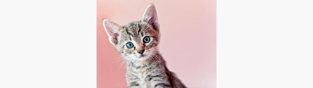 Kitten
