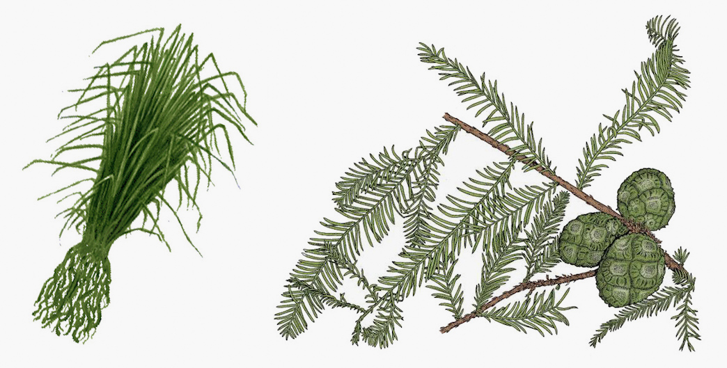 bald_cypress_taxodium_distichum copy副本