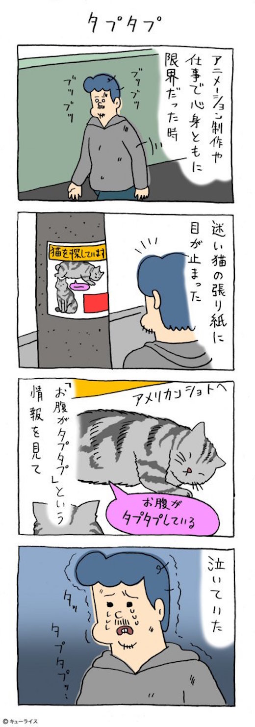 人寻猫启事