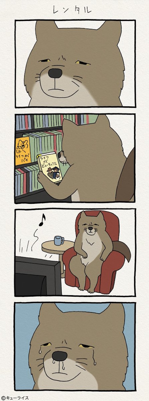狐dvd