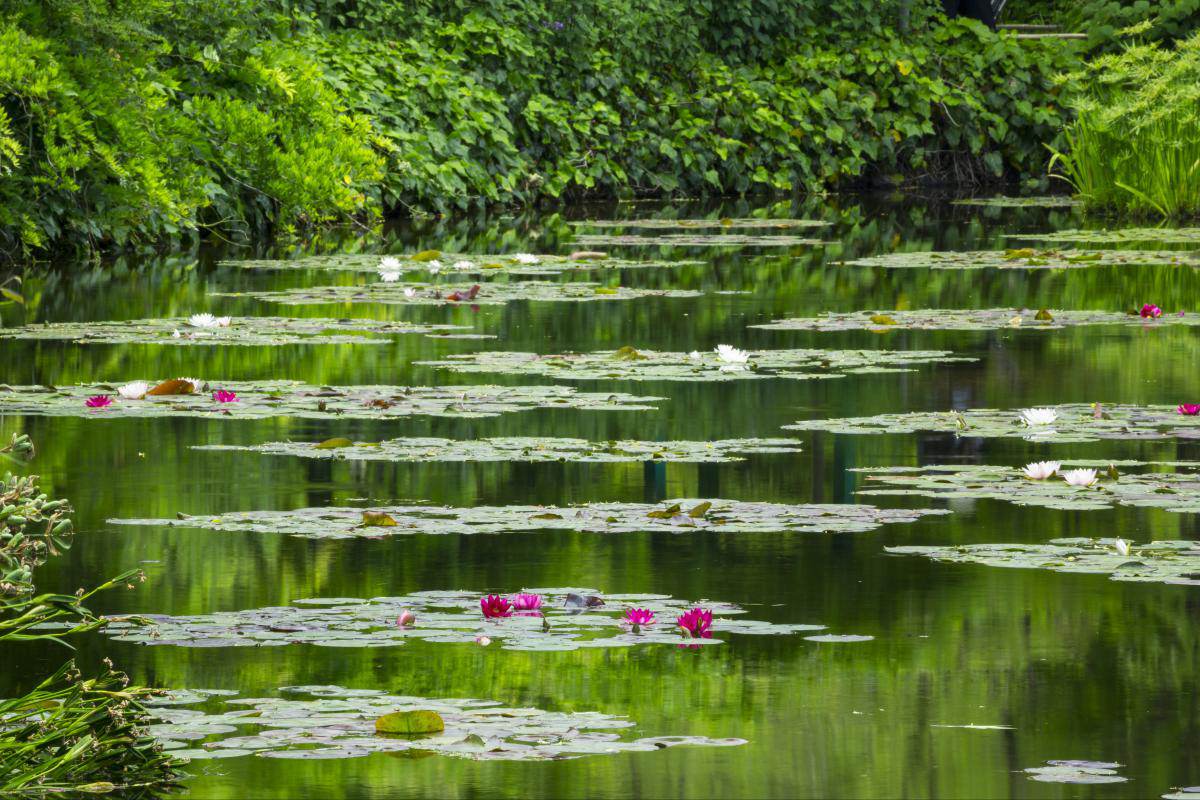 monet garden2