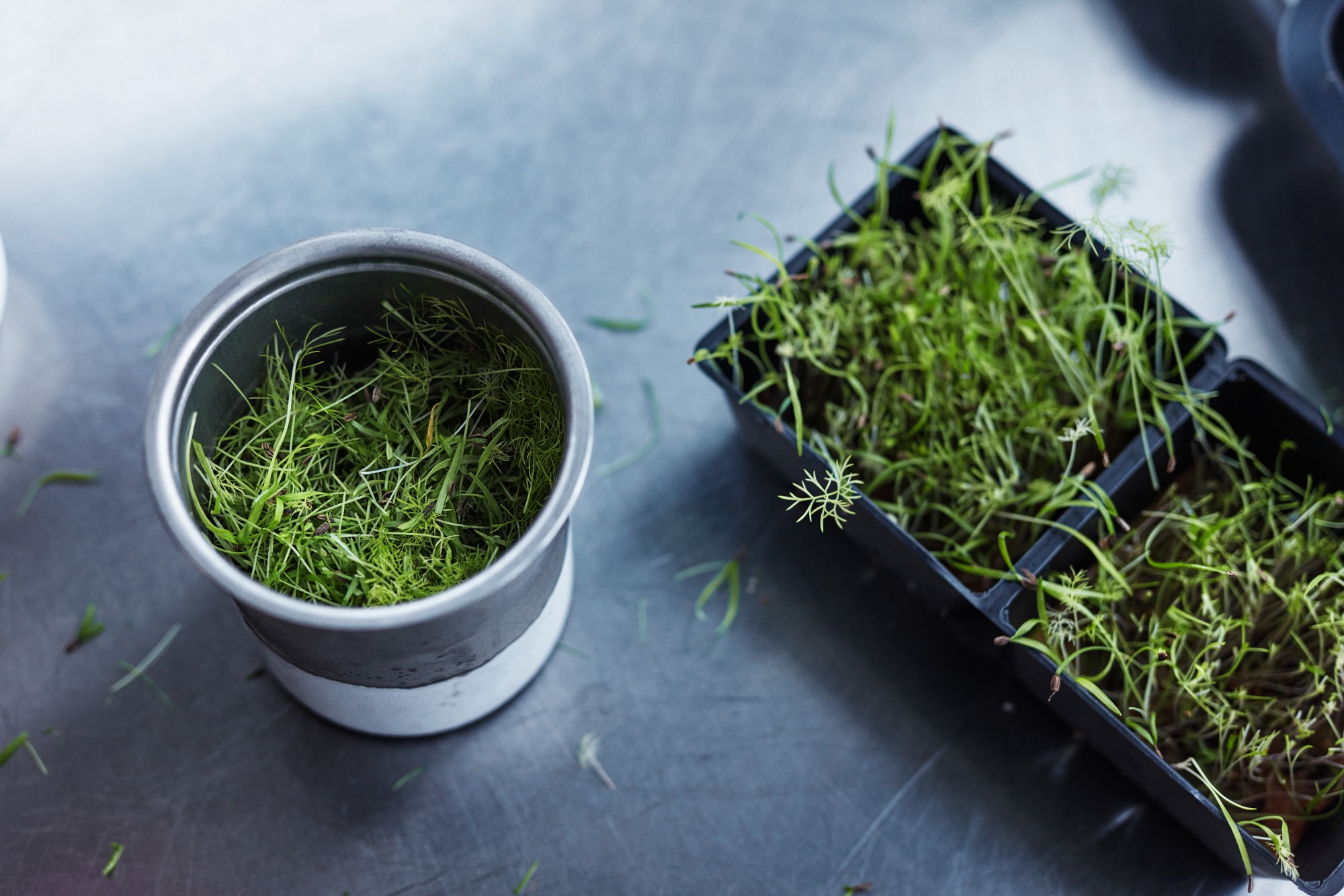 Microgreen Ice Cream-1