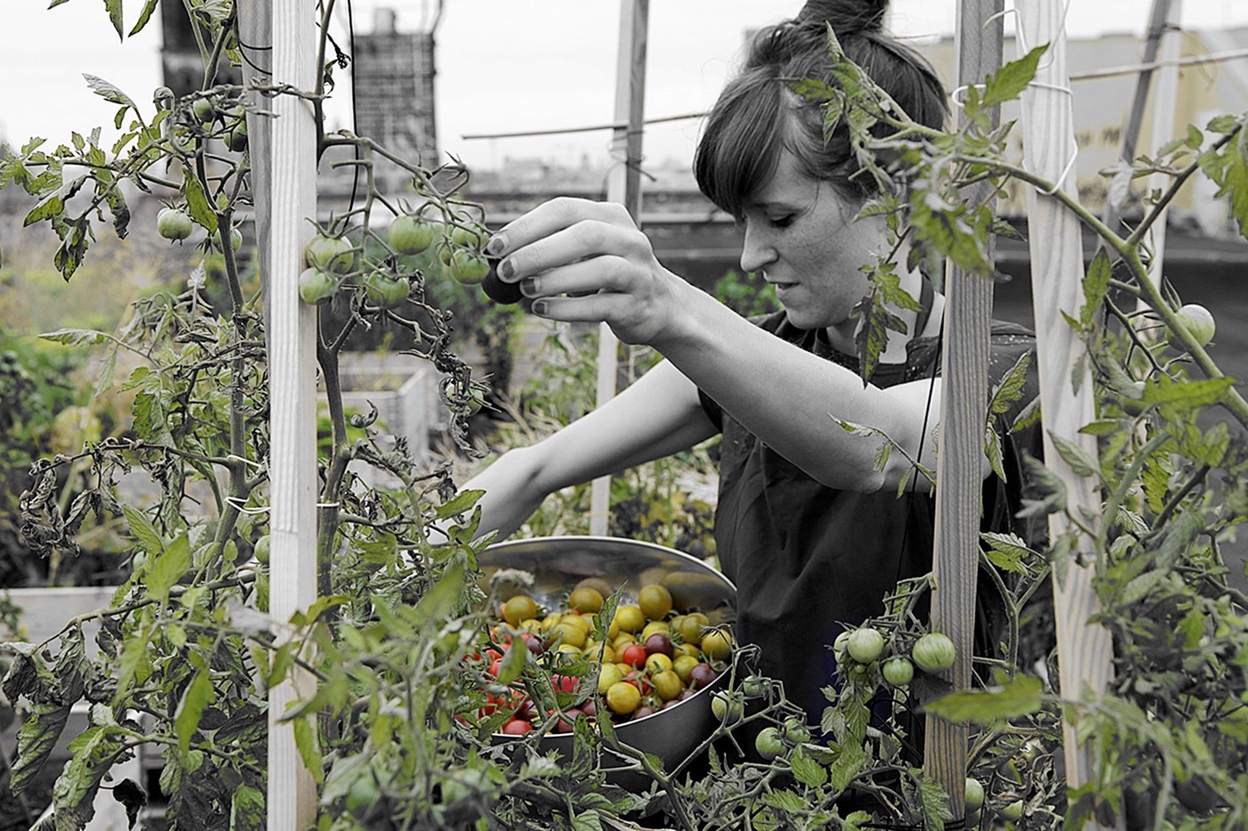 Harvesting, Studio Olafur Eliasson The Kitchen, 2016
