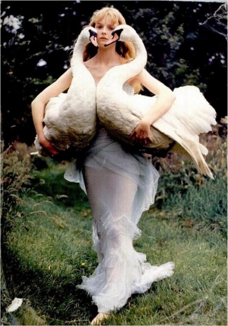 Swan-2-717×1024